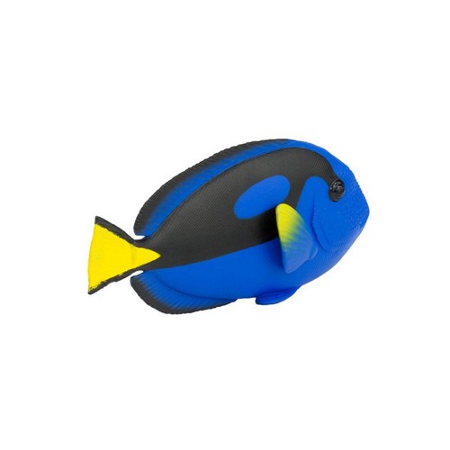 블루탱 물고기