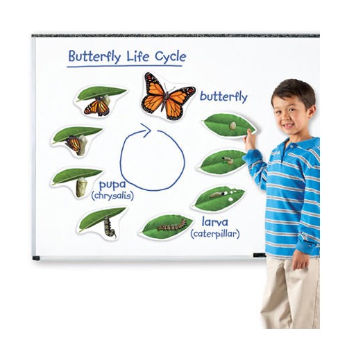 특대형 자석 나비 한살이 모형