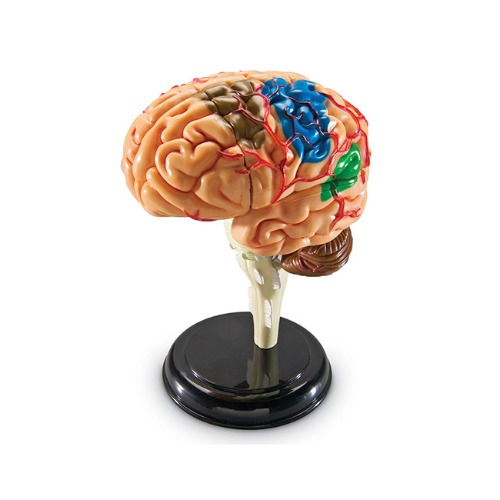 뇌 해부 모형