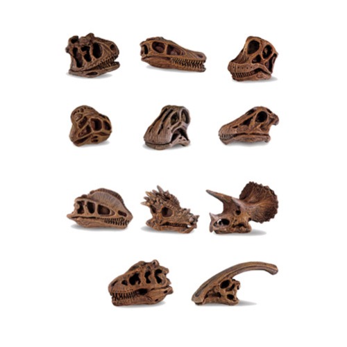 다양한 공룡두개골