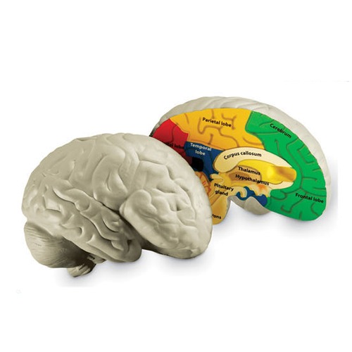인체 뇌 단면 모형