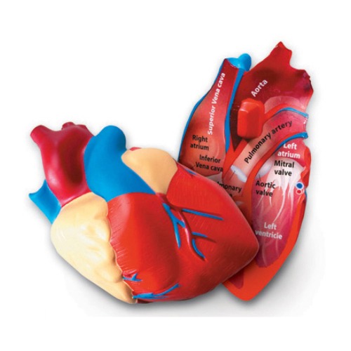 인체 심장 단면 모형