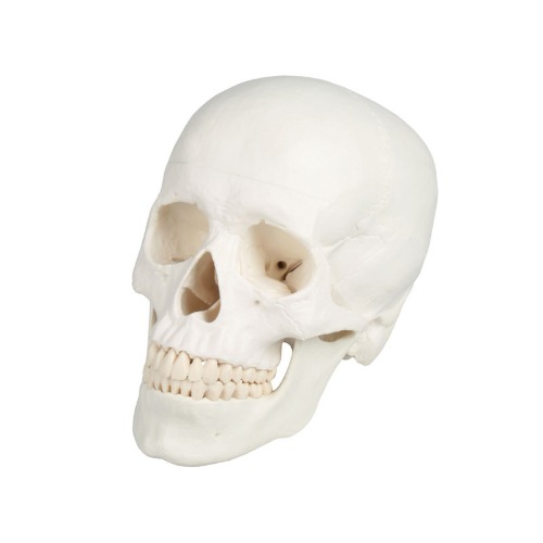 두개골 모형